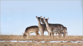 <p>DANĚK SKVRNITÝ (Dama dama) Šluknovsko - Valdek /Fallow deer - Damhirsch/</p>